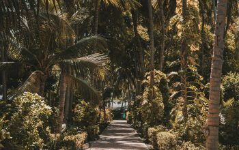 Wallpaper A Path with Palm Trees