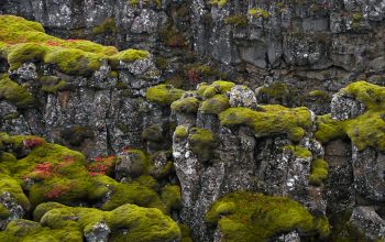 Wallpaper A Rocky Cliff with Colorful Plants