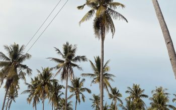 Wallpaper A Group of Palm Trees