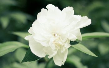 Wallpaper A White Flower with Green Leaves