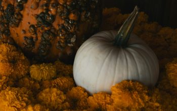 Wallpaper A Pumpkin and a Pumpkin