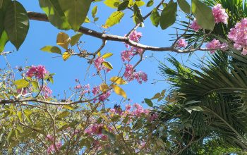 Wallpaper A Tree with Pink Flowers and Blue Sky