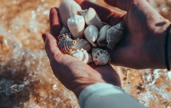 Wallpaper A Handful of Shells