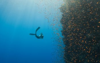 Wallpaper A Person Swimming with Fish in the Ocean