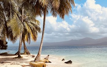 Wallpaper A Sandy Beach with Palm Trees on the Shore
