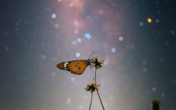 Wallpaper A Butterfly on a Flower