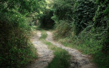 Wallpaper A Dirt Road Surrounded by Trees and Bushes