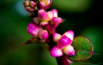 Wallpaper A Close Up of a Pink Flower on a Stem