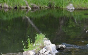 Wallpaper A Bear Standing on a Rock in the Middle of a River