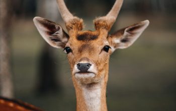 Wallpaper A Close Up of a Deer’s Face with Trees in the Background