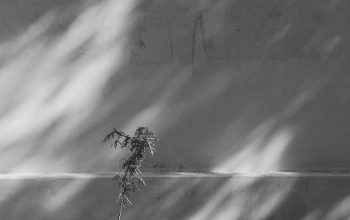 Wallpaper A Black and White Tree and Wall