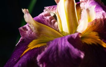 Wallpaper A Close Up of a Purple and Yellow Flower