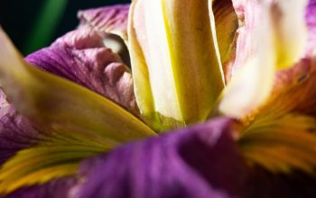 Wallpaper A Close Up of a Purple Flower with Yellow Stamen