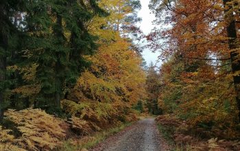Wallpaper A Dirt Road in the Middle of a Forest