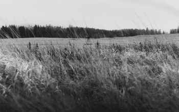 Wallpaper A Black and White Grayscale Grassy Field