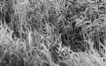 Wallpaper A Black and White Photo of Tall Grass