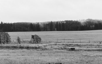 Wallpaper A Black and White Field