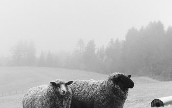 Wallpaper Two Sheep Standing Next to Each Other in a Field