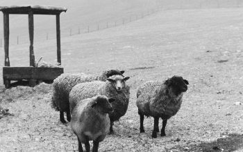 Wallpaper A Herd of Sheep on a Grassy Field