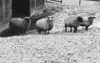 Wallpaper A Herd of Sheep Standing Next to a Barn