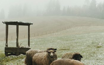 Wallpaper A Herd of Sheep on a Snow-Covered Field