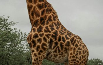 Wallpaper Giraffe on the Road