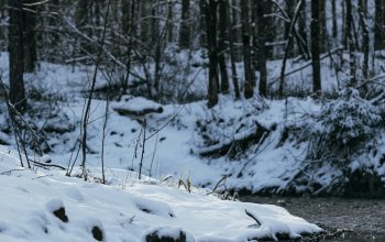 Wallpaper A Stream Running Through a Snow-Covered Forest
