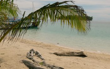 Wallpaper A Palm Tree on a Beach with a Boat in the Background
