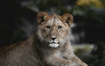 Wallpaper A Young Lion Resting on a Rock in a Zoo