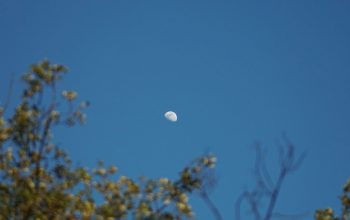 Wallpaper A Half Moon Seen Through the Trees