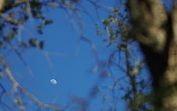 Wallpaper The Moon Seen Through Tree Branches