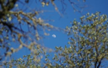 Wallpaper A View of the Moon Through the Branches of a Tree
