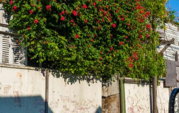 Wallpaper A Tree with Red Flowers