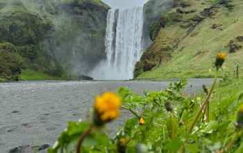 Wallpaper A Waterfall View with Yellow Flower