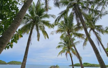 Wallpaper A Sandy Beach with Palm Trees and a Boat