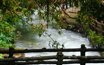 Wallpaper A Wooden Bridge Over a River Surrounded by Trees