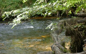 Wallpaper A Stream Running Through a Lush Green Forest