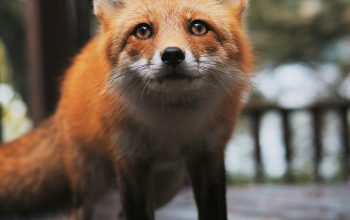 Wallpaper A Close Up of a Fox on a Sidewalk