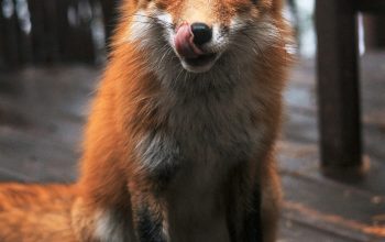 Wallpaper A Red Fox Sitting on a Wooden Deck