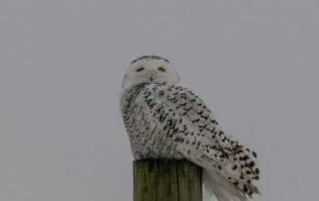 Wallpaper A White Owl Perched on a Wooden Post