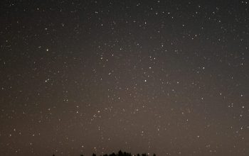 Wallpaper The Night Sky is Filled with Stars Above a Forest