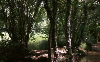Wallpaper Water Flows Through a Sun-Dappled Forest