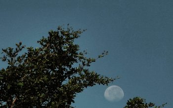 Wallpaper The Moon Shines Through Leafy Tree Branches