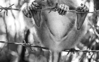 Wallpaper A Monkey Sits on a Barbed Wire Fence