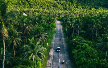 Wallpaper Road Winding Through a Lush, Green Forest Landscape