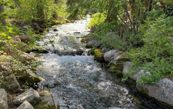 Wallpaper A Rushing Creek Flows Through a Lush Forest