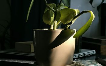Wallpaper A Potted Plant Basking in Sunlight